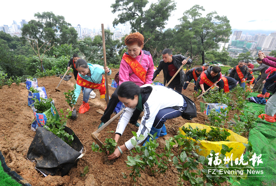 福建晉安贈萬盆茉莉花 栽種茉莉花900平方米 